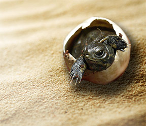 baby turtle hatching from its shell in the sand