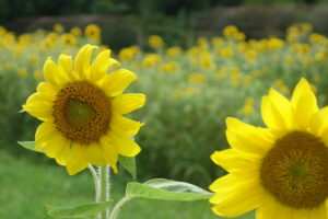 Image of two large sunflowers with a blurred field of sunflowers in the background