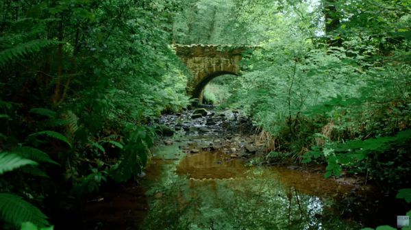image of a stream in a forest with a stone bridge in the background
