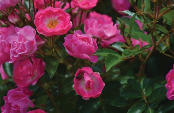 Photograph: Busy in Bloom by Jolie Jeffreys. A lush close-up of deep pink roses in full bloom. A small bee is visible on one blossom. The flowers are rich and densely layered, with deep green foliage behind them.