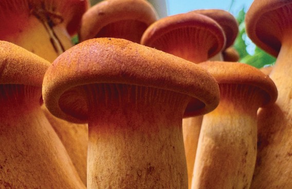 Photograph: Where the Forest Burns by Eva Knollman. A close-up macro photograph of a cluster of large reddish-brown wild mushrooms growing together, their rounded caps filling the frame. Soft green light filters in from the background.