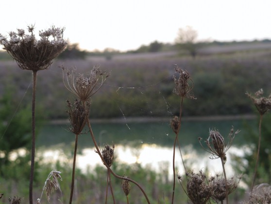 Photograph: Untitled by April Baker. A moody landscape photograph taken from a low angle among dried wildflowers or Queen Anne's lace. The skeletal seed heads stand tall in the foreground against a blurred background of still water and autumn-toned brush. Gossamer spider webs catch between the stems. The light is soft and overcast.