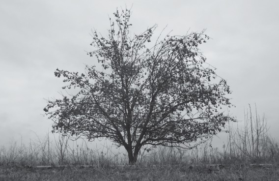 Photograph: Untitled by April Baker. A black-and-white photograph of a large, solitary tree standing in an open field on an overcast day. The tree's canopy is full but its leaves are sparse, revealing the structure of the branches. Smaller bare brush lines the background. The mood is quiet and isolated.
