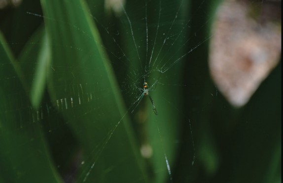 Photograph: Whispers of the Wild by Jolie Jeffreys. A macro close-up of a spider at the center of its web among deep green leaves. The web's delicate threads catch light against the lush background.