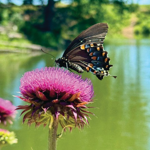 Photograph: Wildflower Waltz by Eva Knollman. A black swallowtail butterfly with iridescent blue markings perches on a large, spiky magenta thistle flower. A calm green pond or stream is softly blurred in the background.
